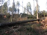 Nach Orkan Friederike - Zw. Dassel u. Erholungsheim  (9)